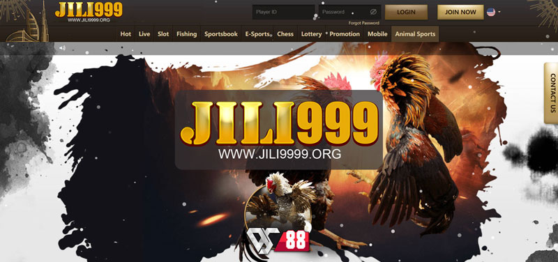 Jili999 Online Sabong Feel the Thrill!